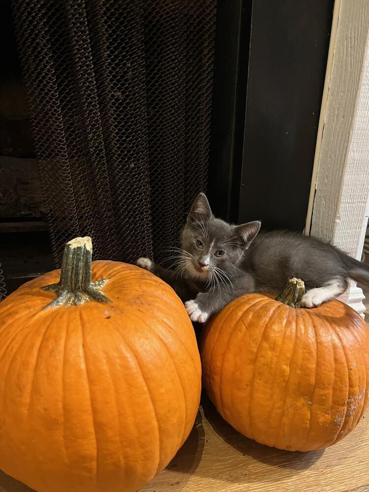 Tom (Pre-adopt only)