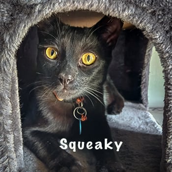Squeaky