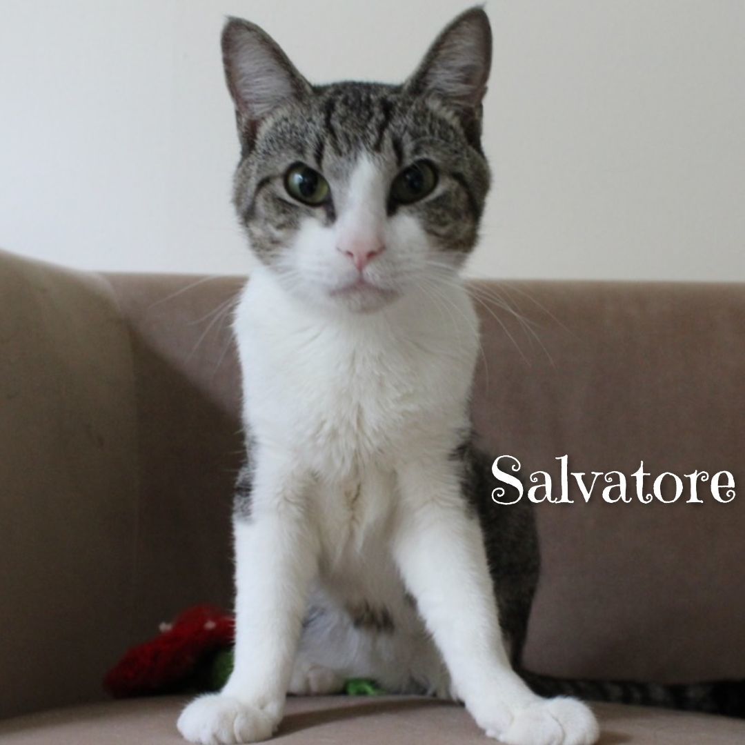 Salvatore