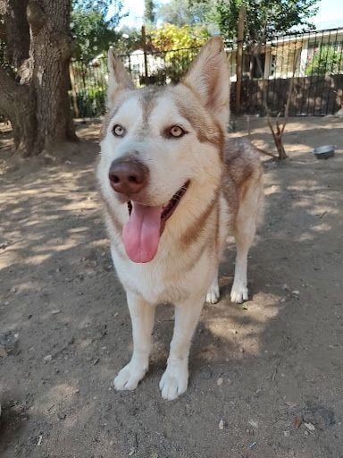 Brown Husky