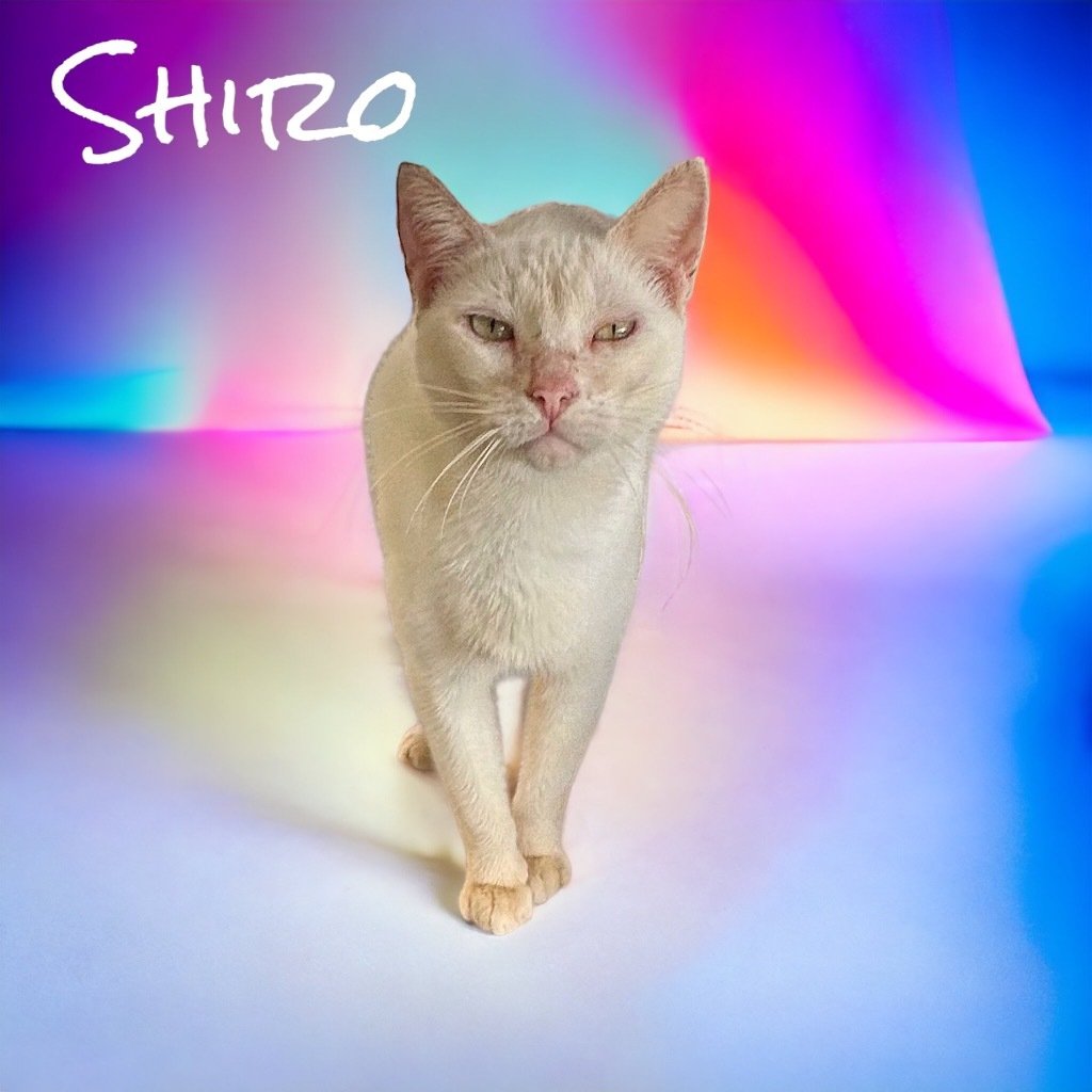 Shiro