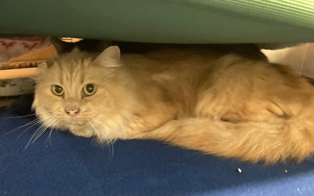 Flufferton McCrinkle Ear