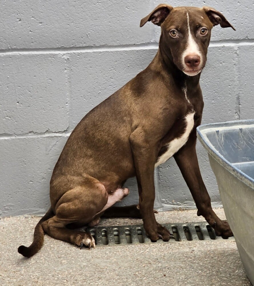 Butternut squash available 11/17