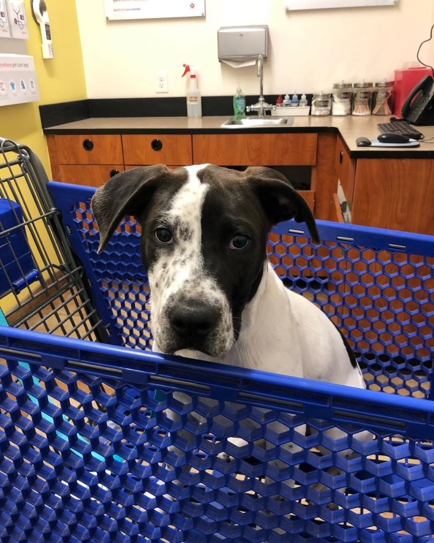 Snoopy-Foster Needed