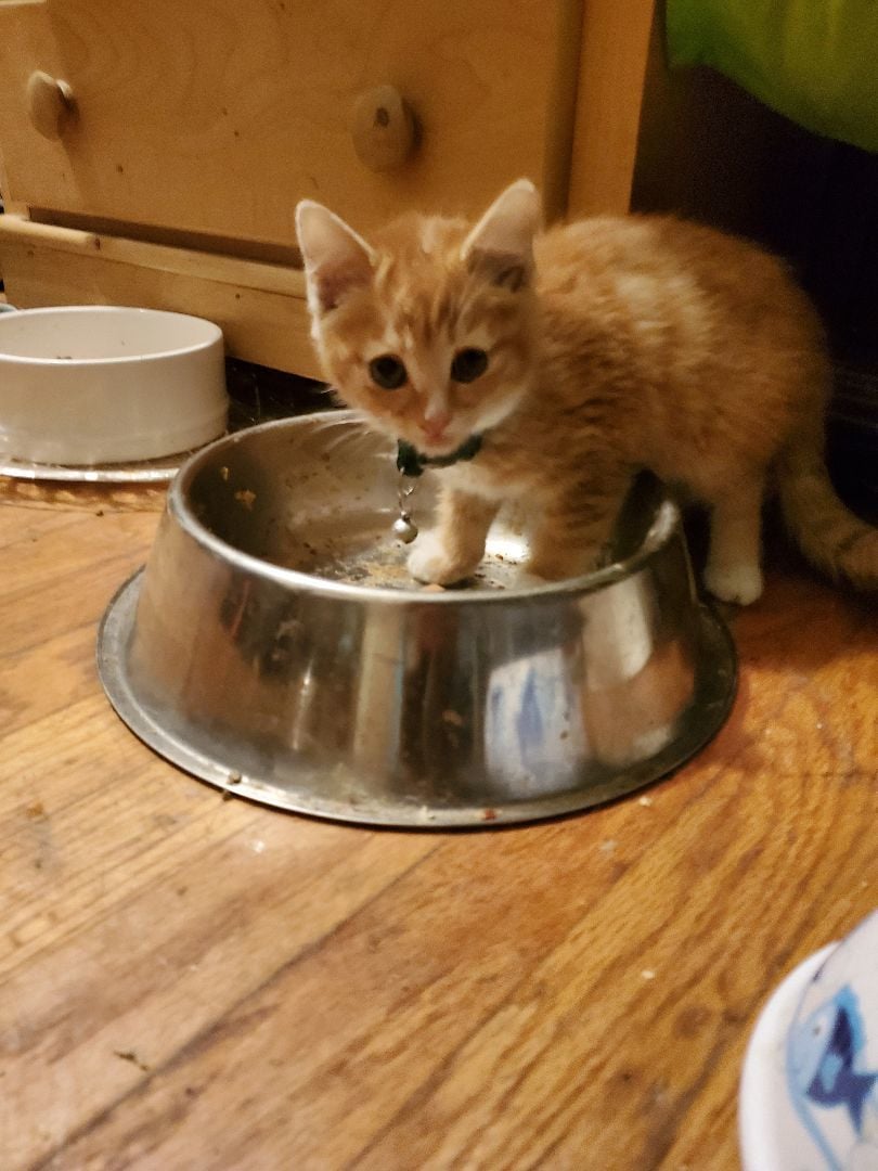 Orangie Peel Chico!! Kitty