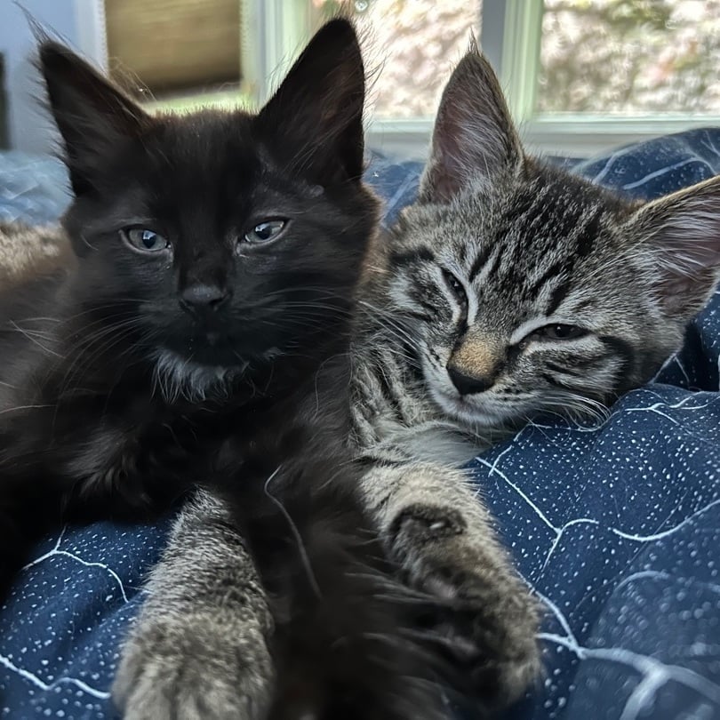 Peaceful & Zen - Chill Cats