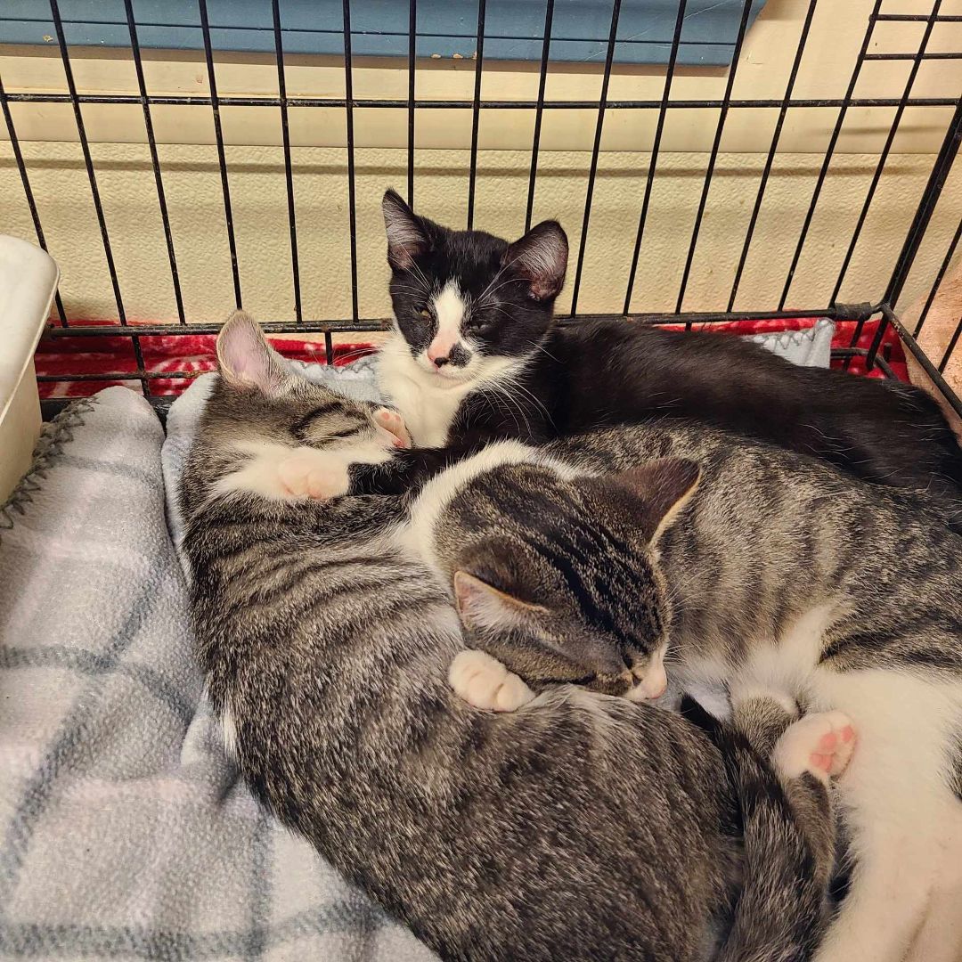 Monroe # 2, Hansel and Gretel