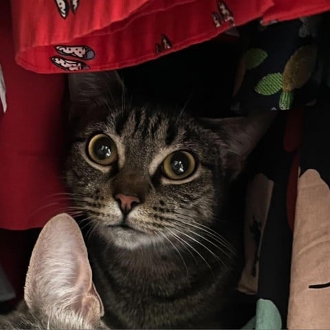 Jasperina aka Celine