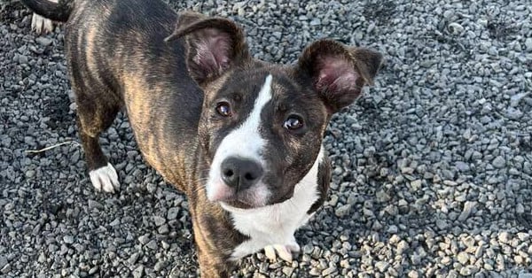 Athena *READ ENTIRE DESCRIPTION*