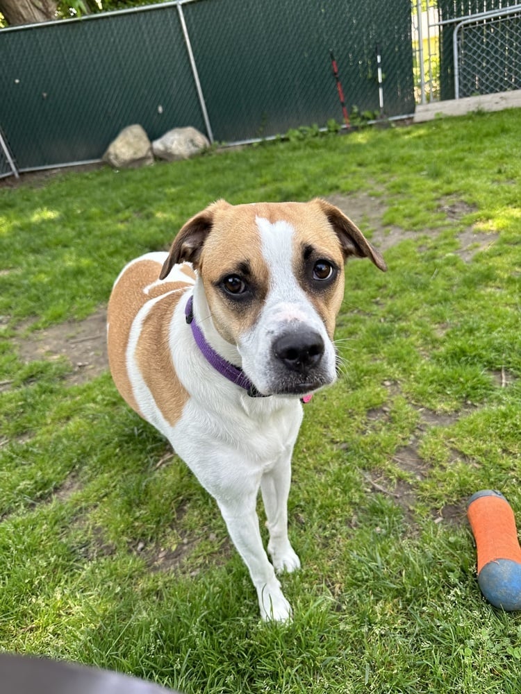 Strawberry (Scarlet Litter)