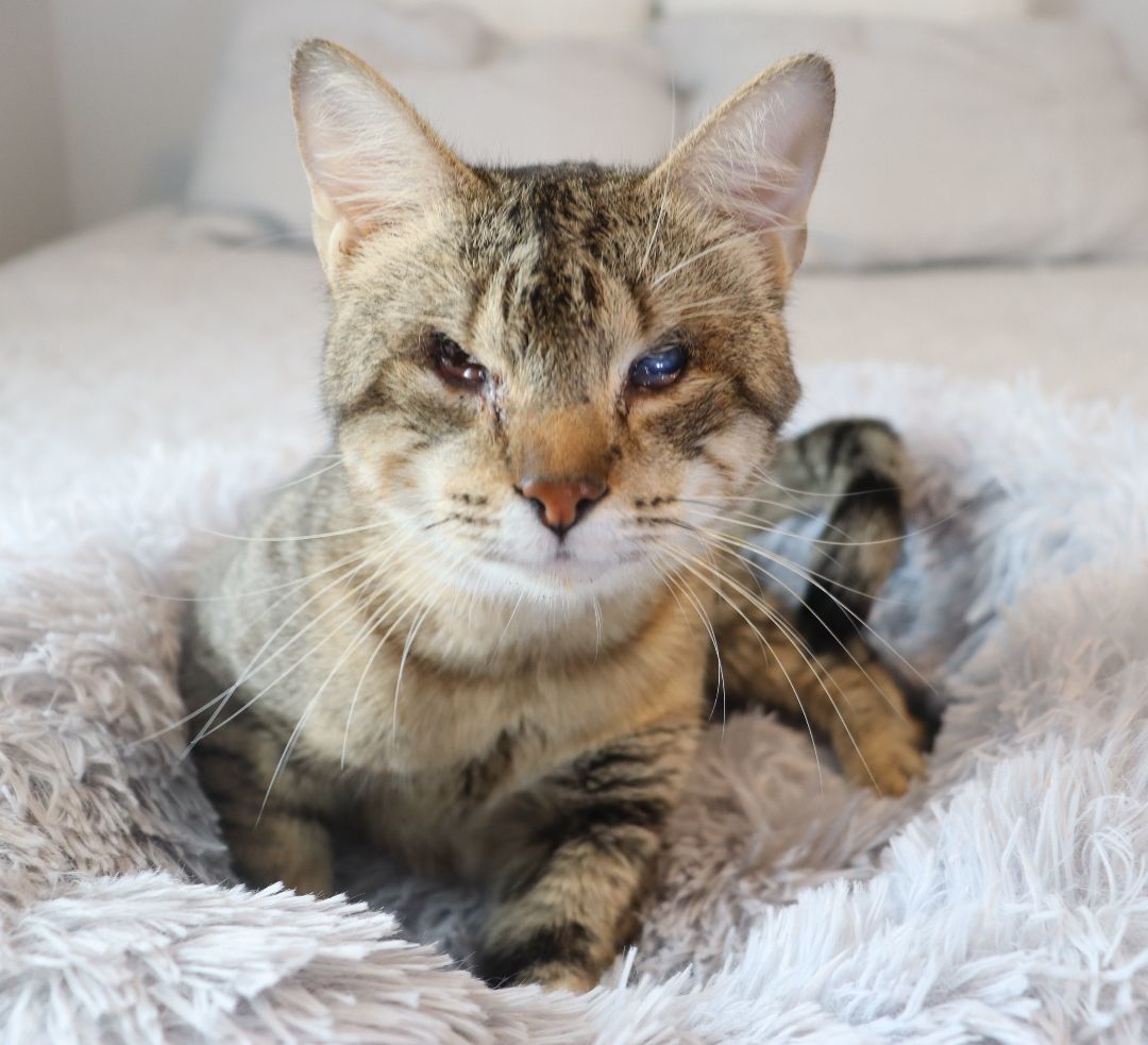 Stevie Wonderful- Special Needs Blind Kitty