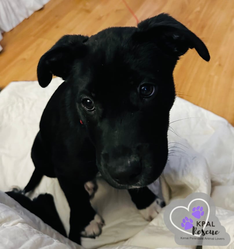 Rome - European Capitals Litter