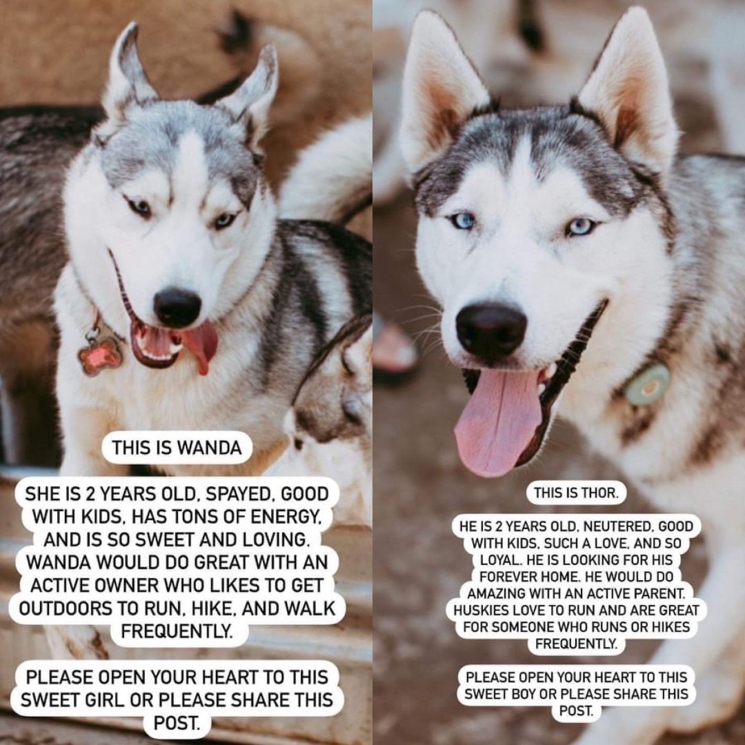 Wanda and Thor! Need a new home! 