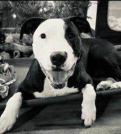 COURTESY POST - Rocco