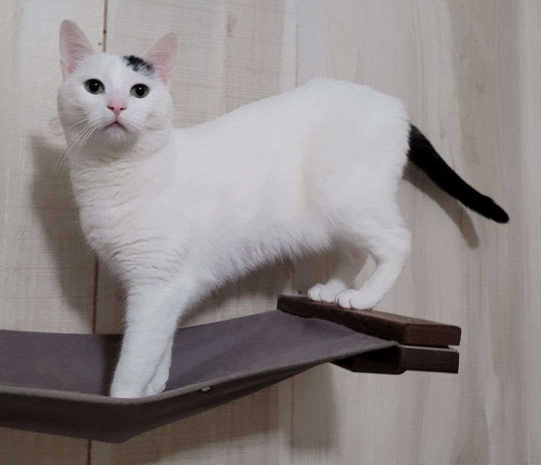 Dolly - Adoption Center 