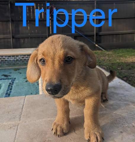 Tripper