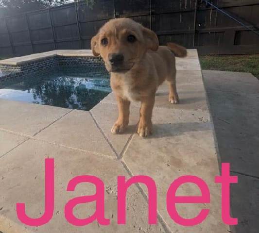 Janet