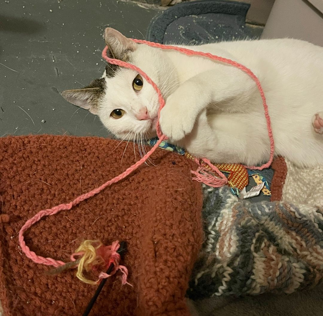 Sprout Doorey (50% off adoption fees)