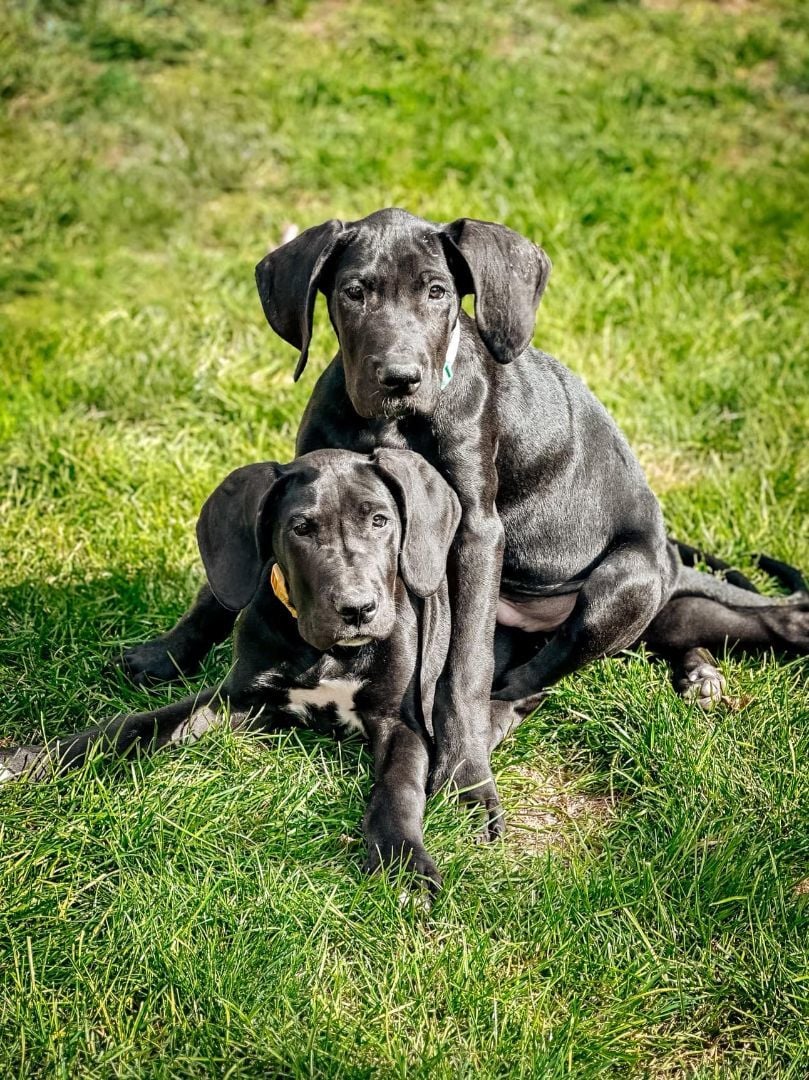 Fred & George (to be adopted separately)