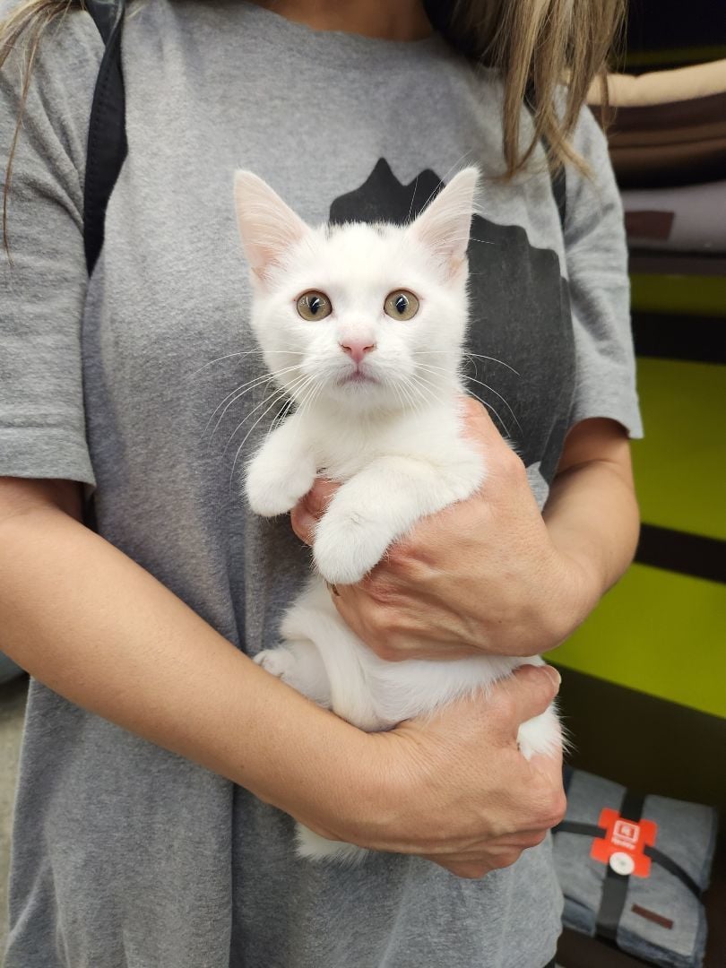 Jasmine (NEEDS FOSTER)