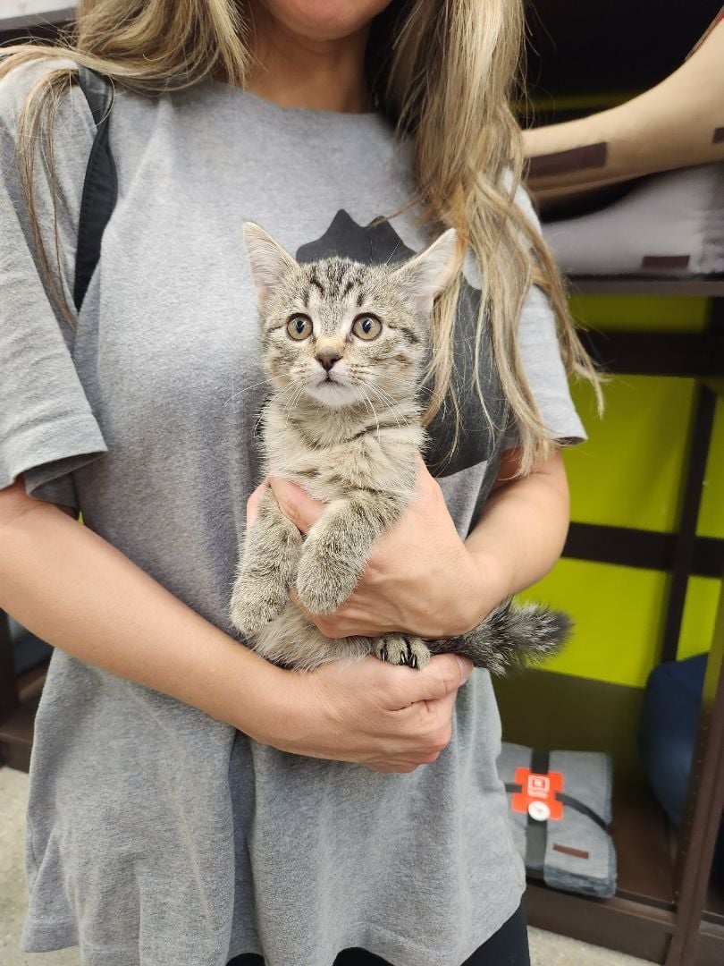 Juniper (Needs Foster)