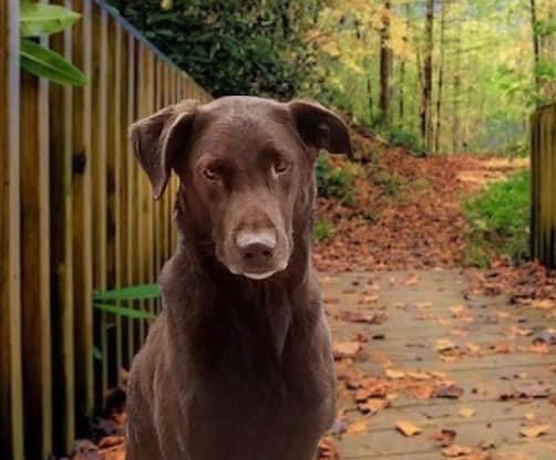 Koopa - Choc Lab / Chesapeake mix