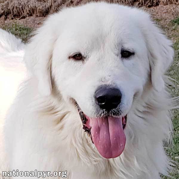 Whiskey in KY - A Great Walking Buddy!