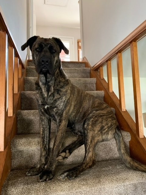 Kingsley *Courtesy Post*