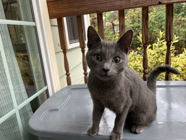Courtesy Listing- Smokey