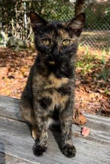 Courtesy Listing- Dottie