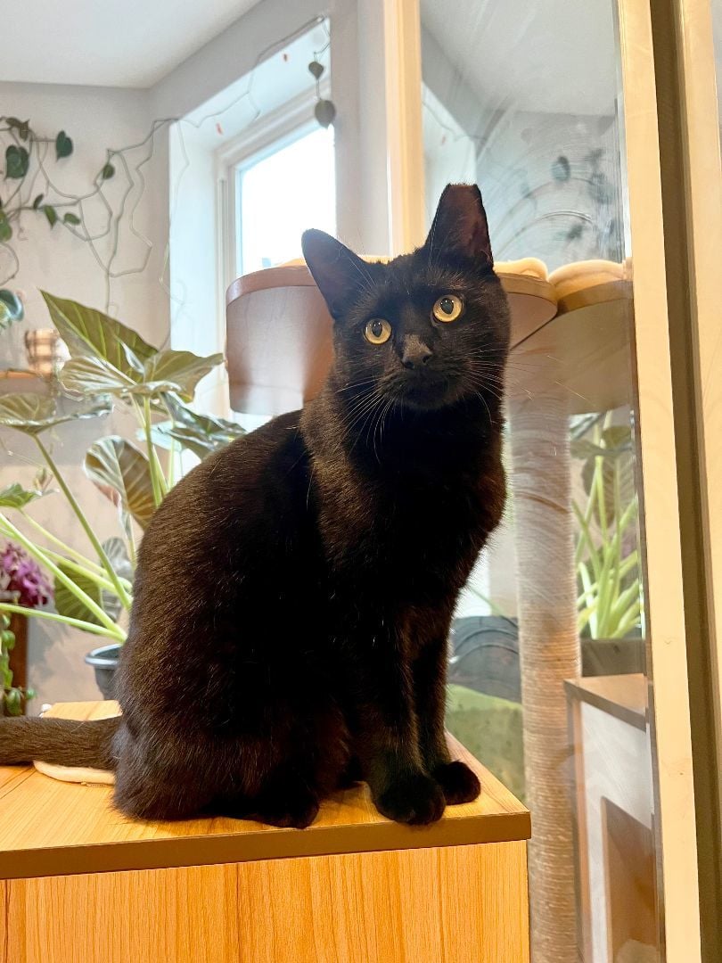 Lucia Ricardo (50% off adoptions)