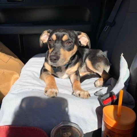 Kitts Caribbean Z814