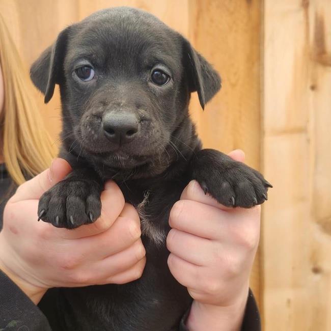 Shania Pup - Forever