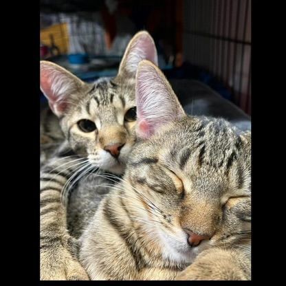 Maxwell Murder & Unity