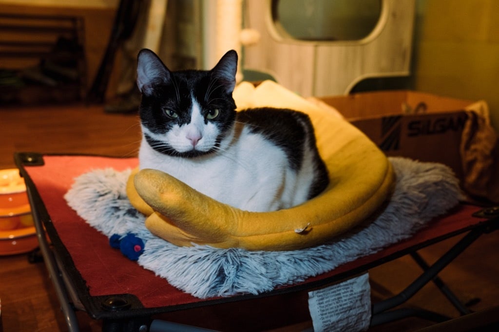 Spike (Meet me in the Adoption Room!)