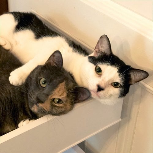 Cinnamon & Neika (We're in foster care!)