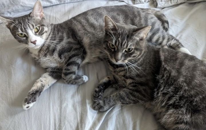 Lemon & Lime (We're in foster care!)