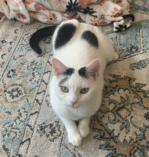 Ruby (I'm in foster care!)