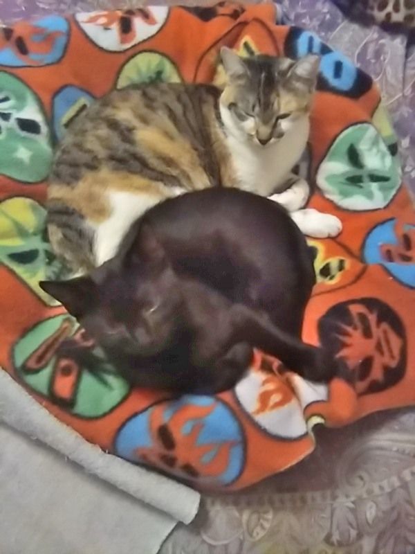 Lilly and Bobby (bonded pair)