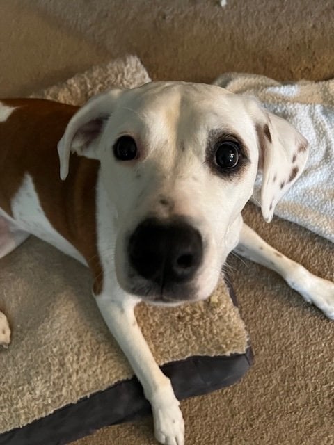 Lorelei - Darling Pup!