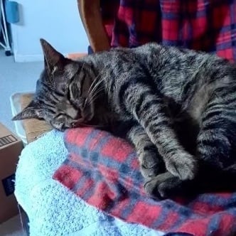 Sir Teddy T. Waffles (AKA Tur)