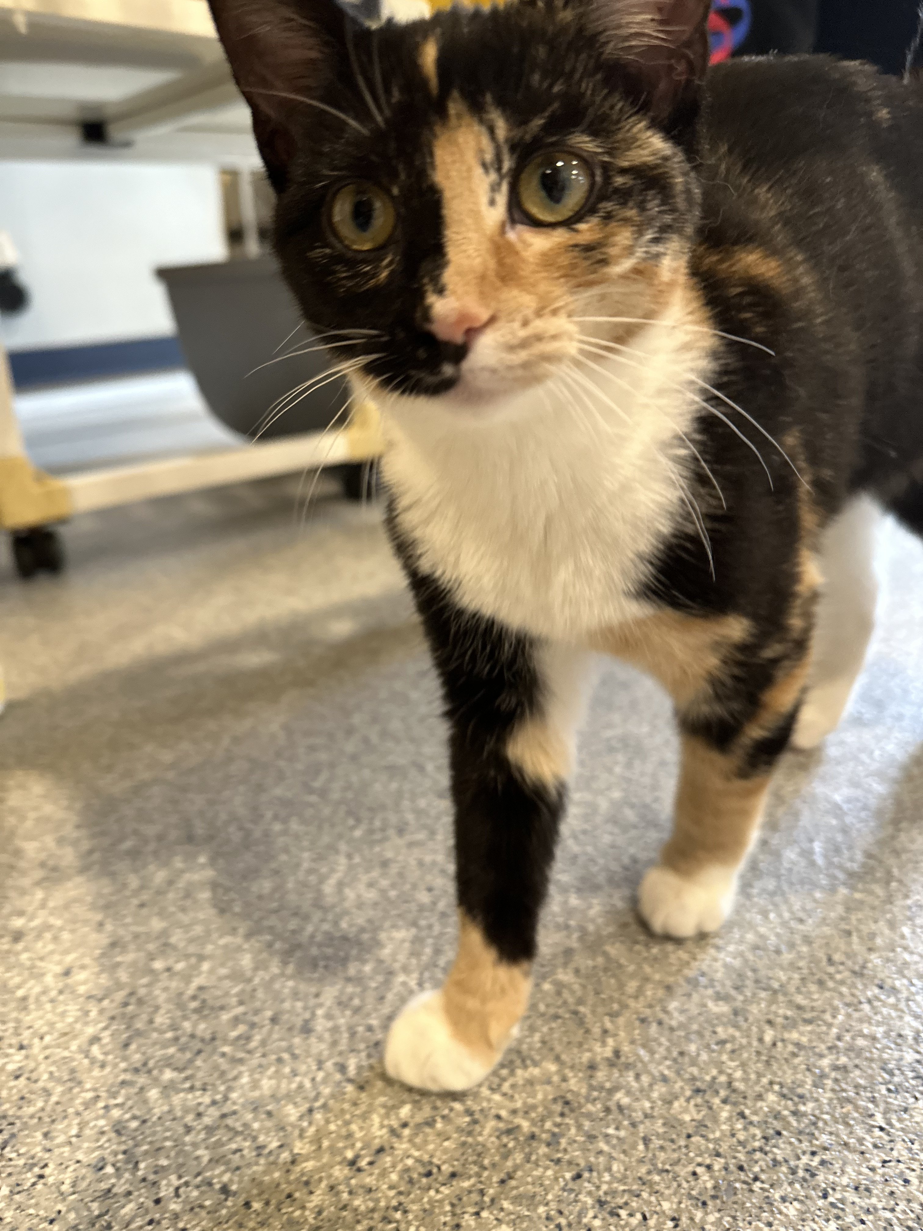 Cypress and Mahogany