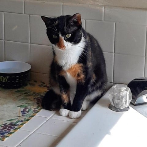 Wonder Momma Hatcher