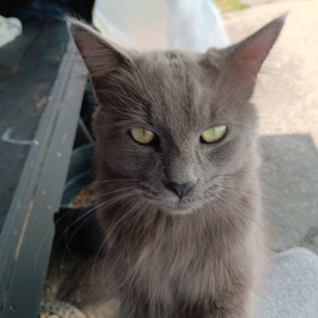 courtesy post gray stray