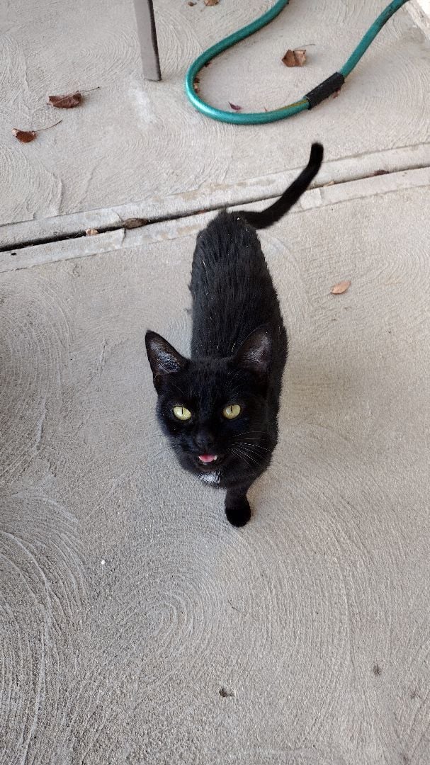 Courtesy Post stray black cat