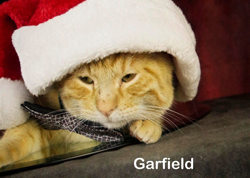 Garfield