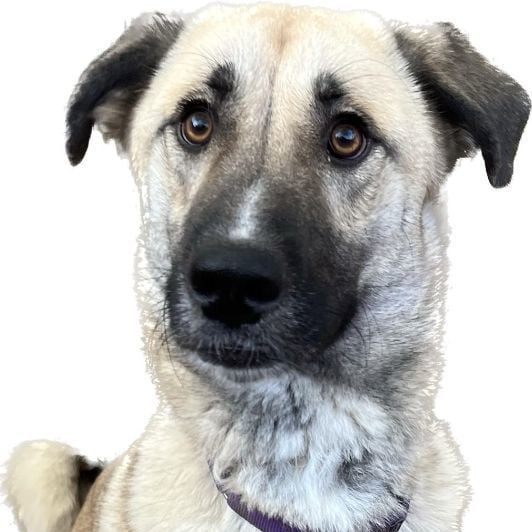 TEXAS, GAINESVILLE; **FOSTER OR ADOPT** 