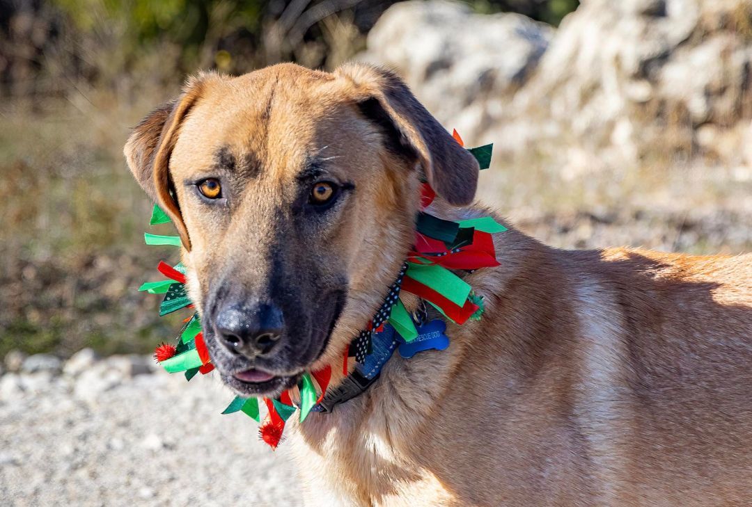 TEXAS, GAINESVILLE; **FOSTER OR ADOPT** 