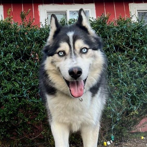 Yukon - FOSTER NEEDED for Blue Eyed Beauty!
