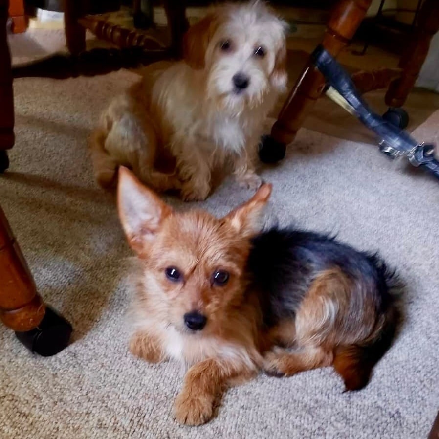 Rosa & Romeo (BONDED PAIR)